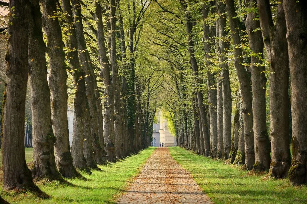 Tree-lined pathway forming a green tunnel near Lucca's historic walls