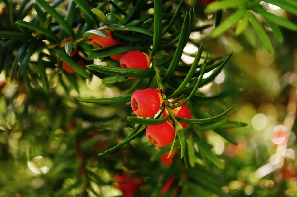 Close-up of red berries among green needle-like leaves in Lucca garden
